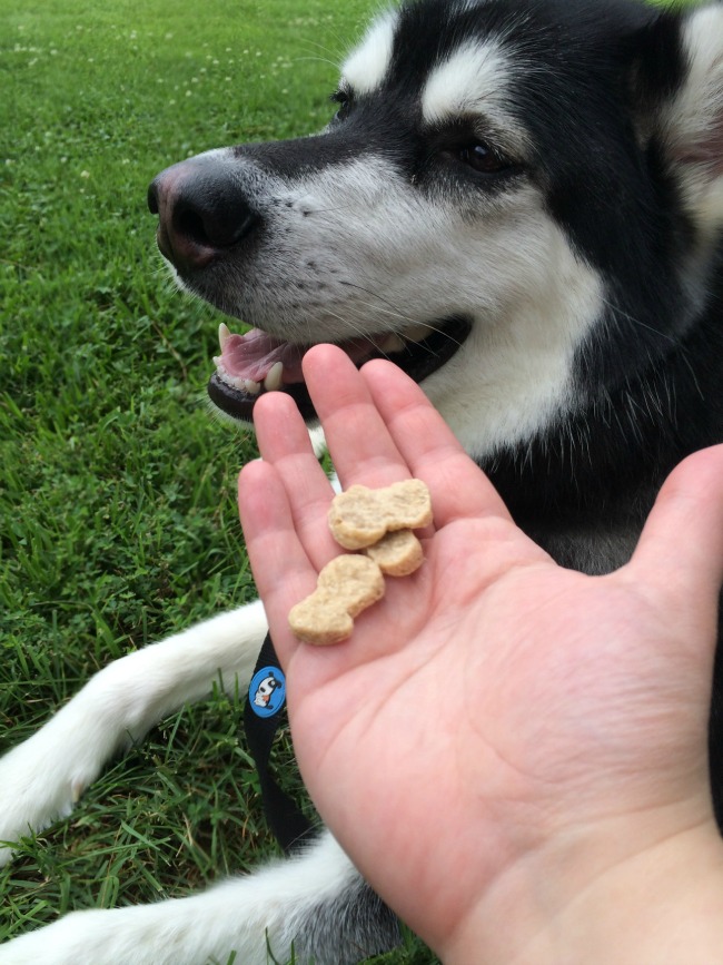 snacks para perros