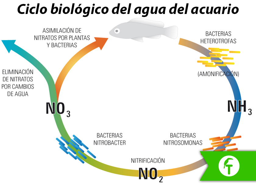 Blog - Ciclo biológico del agua del acuario - Tropican Mascotas